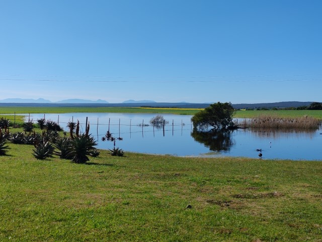 Famingos in a nearby flooder farmland