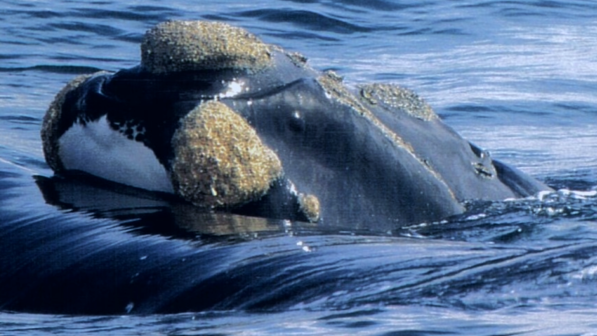 Whale watching image